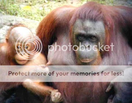 Orkut Scrap - Funny Animals: 2