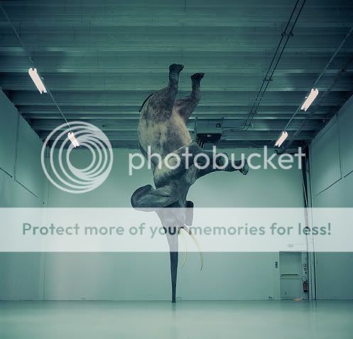 Orkut Scrap - Funny Animals: 5