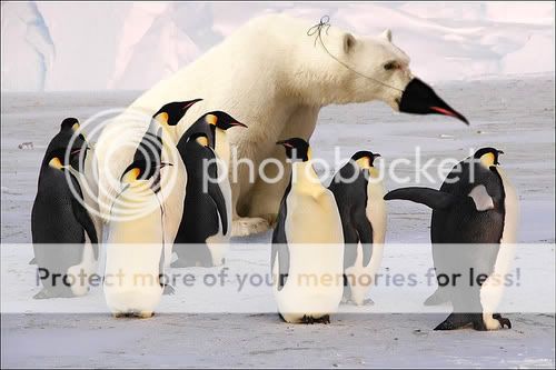 Orkut Scrap - Funny Animals: 6