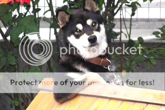 Orkut Scrap - Funny Animals: 7