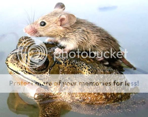 Orkut Scrap - Funny Animals: 1