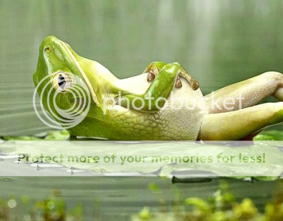 Orkut Scrap - Funny Animals: 1