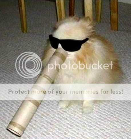 Orkut Scrap - Funny Animals: 2