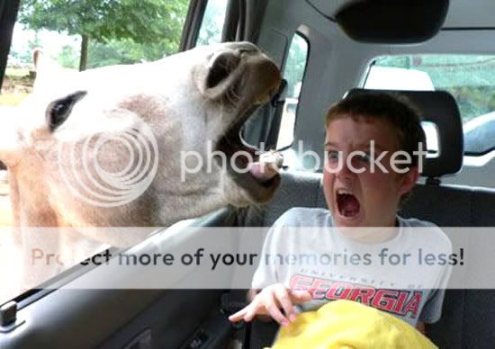 Orkut Scrap - Funny Animals: 3