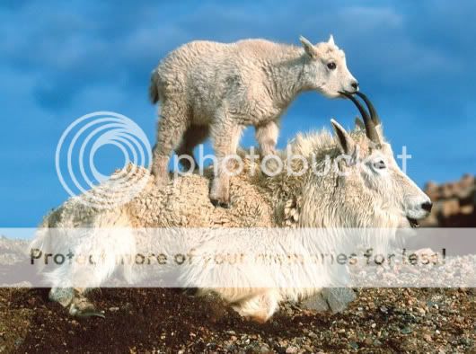 Orkut Scrap - Funny Animals: 4