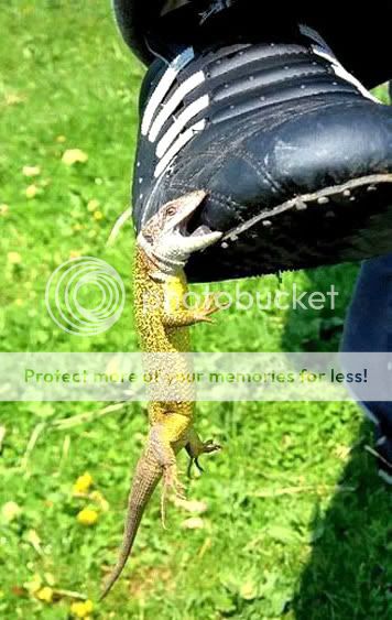 Orkut Scrap - Funny Animals: 5