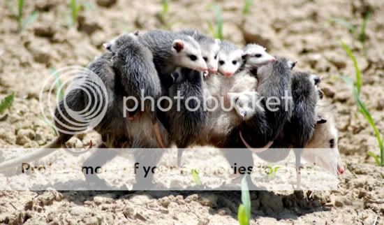 Orkut Scrap - Funny Animals: 6