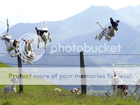 Orkut Scrap - Funny Animals: 7