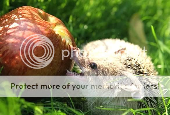 Orkut Scrap - Funny Animals: 1