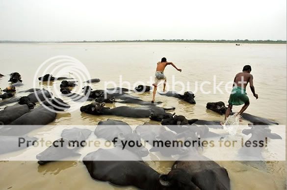 Orkut Scrap - Funny Animals: 3