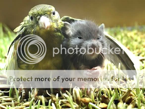 Orkut Scrap - Funny Animals: 5