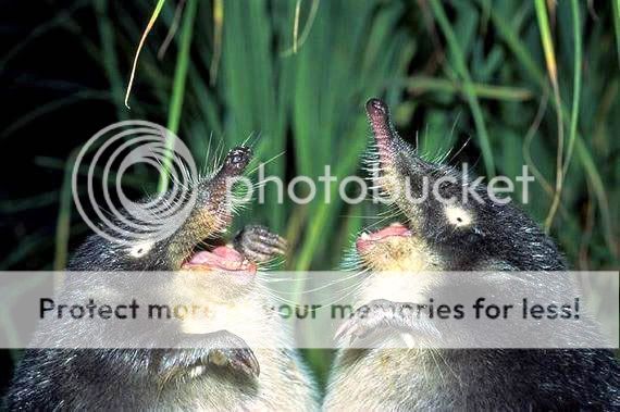 Orkut Scrap - Funny Animals: 7