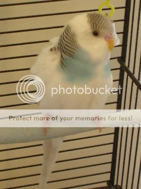 Budgies036.jpg