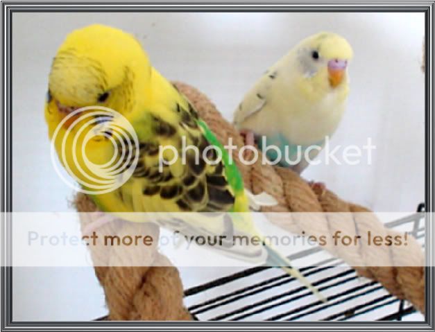 Budgies049.jpg