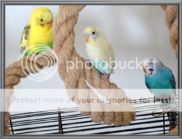 Budgies058.jpg