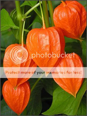 Pictures of orange flowers, orange colored flowers, orange flowers pictures