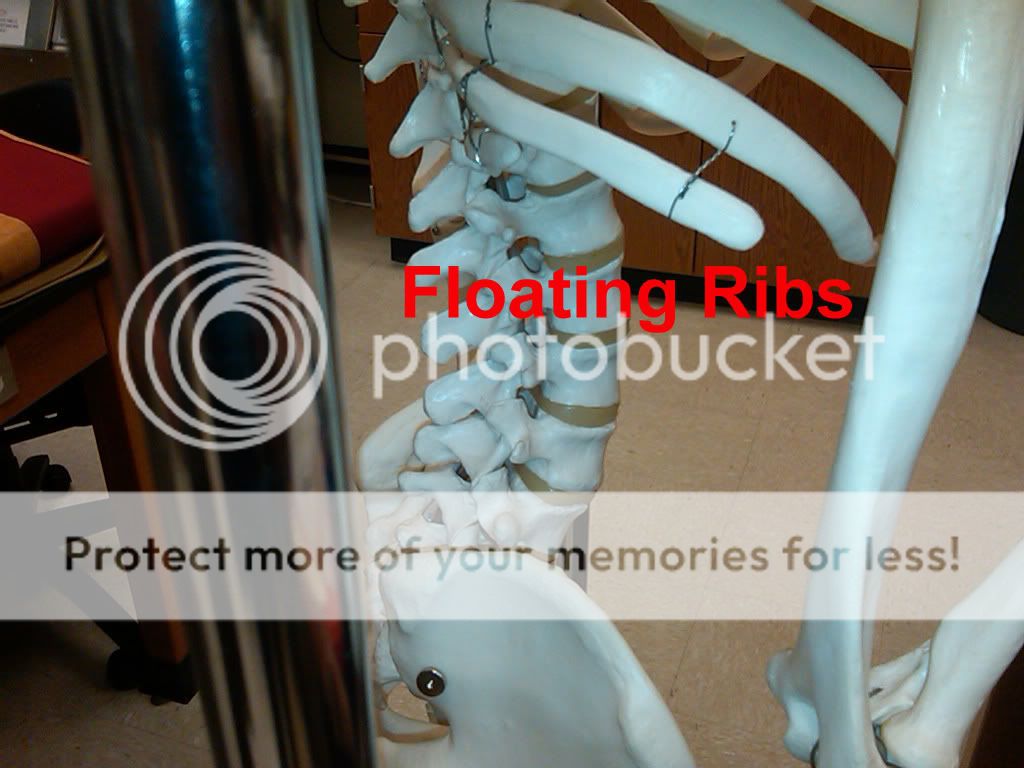 Floating Ribs Photo by ACCAandP Photobucket